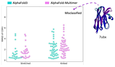 CDR3 conformation is mostly correctly predicted by AlphaFold2 and AlphaFold3